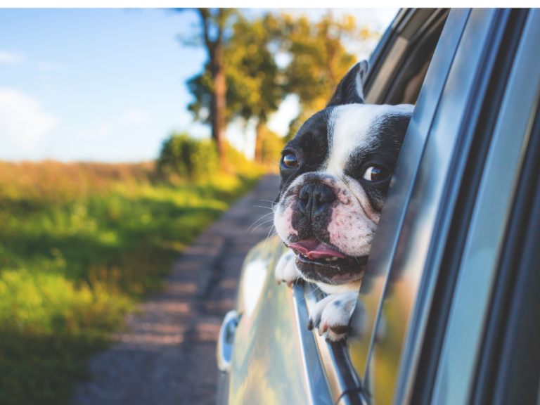 Viajes con mascotas en vehículos: todo lo que debe saber